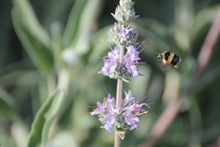 Load image into Gallery viewer, Salvia x &#39;Bee&#39;s Bliss&#39; Bee&#39;s Bliss Sage