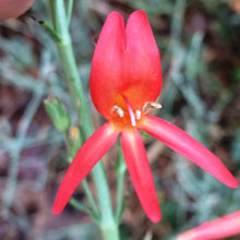 Load image into Gallery viewer, Penstemon labrosus San Gabriel Beardtongue