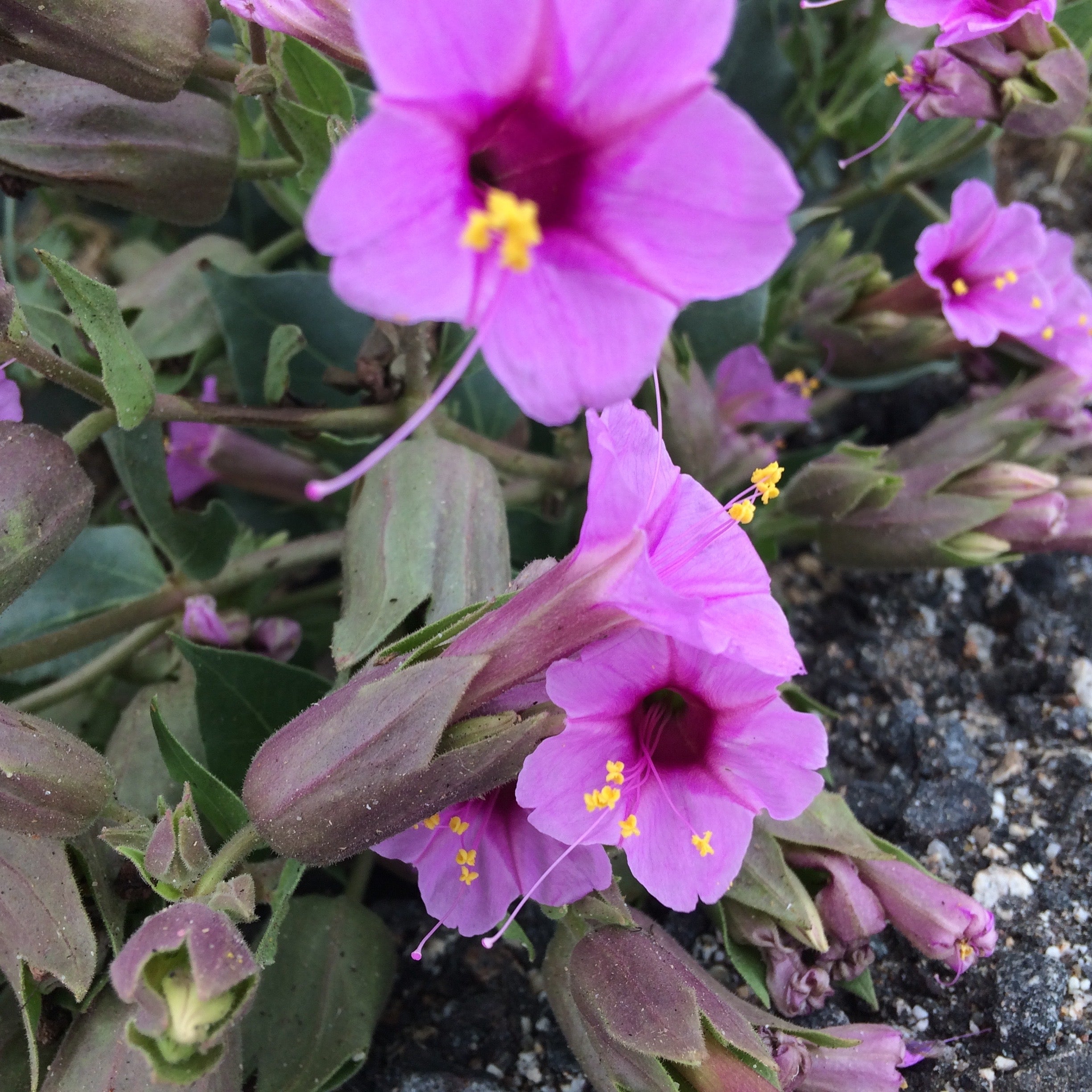 Mirabilis multiflora Colorado Four O'clock – Neel's Nursery