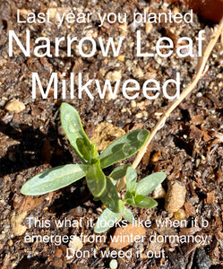 Asclepias fascicularis Narrow Leaf Milkweed
