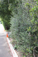 Load image into Gallery viewer, Rhus integrifolia Lemonade Berry