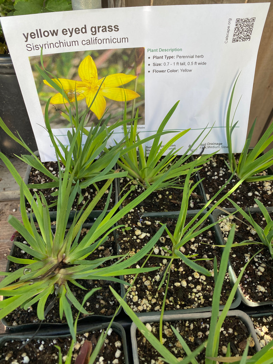 Sisyrinchium californicum Yellow Eyed Grass