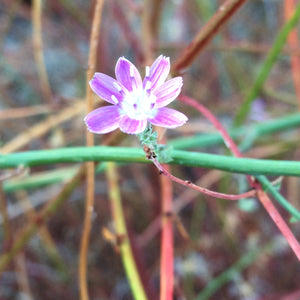 Stephanomeria virgata Virgate Stephanomeria Rod Wirelettuce