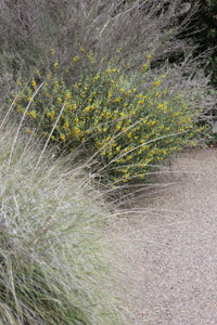 Acmispon glaber Deerweed ( Lotus scoparius )