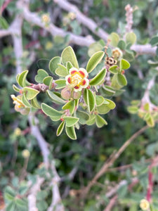 Euphorbia misera Cliff Spurge