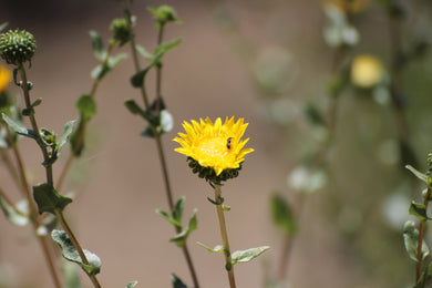 Grindelia camporum Great Valley Gumweed