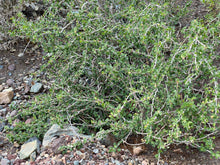 Load image into Gallery viewer, Euphorbia misera Cliff Spurge