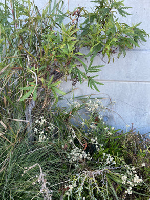Lyonothamnus floribundus ssp. aspleniifolius Santa Cruz Island Ironwood