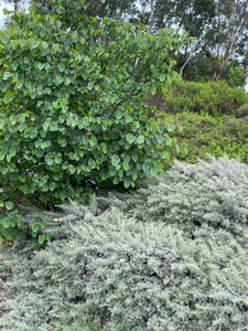 Artemisia californica California Sagebrush & Groundcover Selections