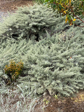 Load image into Gallery viewer, Artemisia californica California Sagebrush &amp; Groundcover Selections