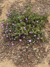 Load image into Gallery viewer, Abronia maritima Red Sand Verbena