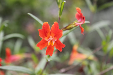 Diplacus (Mimulus) aurantiacus var. puniceus Red Bush Monkeyflower