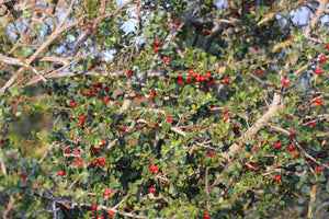 Rhamnus crocea Spiny Redberry