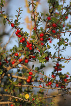 Load image into Gallery viewer, Rhamnus crocea Spiny Redberry