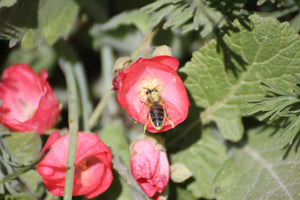 Sphaeralcea ambigua Apricot Mallow & Selections