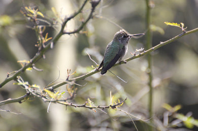 Prosopis glandulosa  var. torreyana  Mesquite