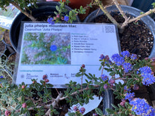 Load image into Gallery viewer, Ceanothus &#39;Julia Phelps&#39; Julia Phelps Mountain Lilac