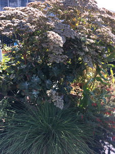 Eriogonum giganteum St. Catherine's Lace