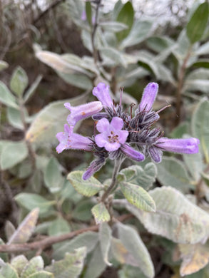 Eriodictyon crassifolium Thickleaf Yerba Santa