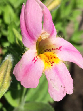 Mimulus lewisii Lewis' Monkeyflower