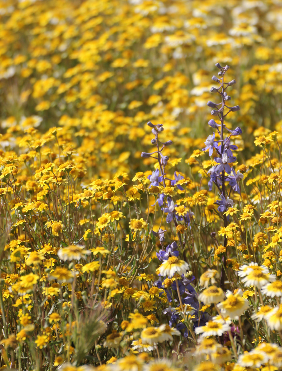 Lasthenia californica California Goldfields – Neel's Nursery