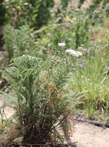 Achillea millefolium Common Yarrow & Selections