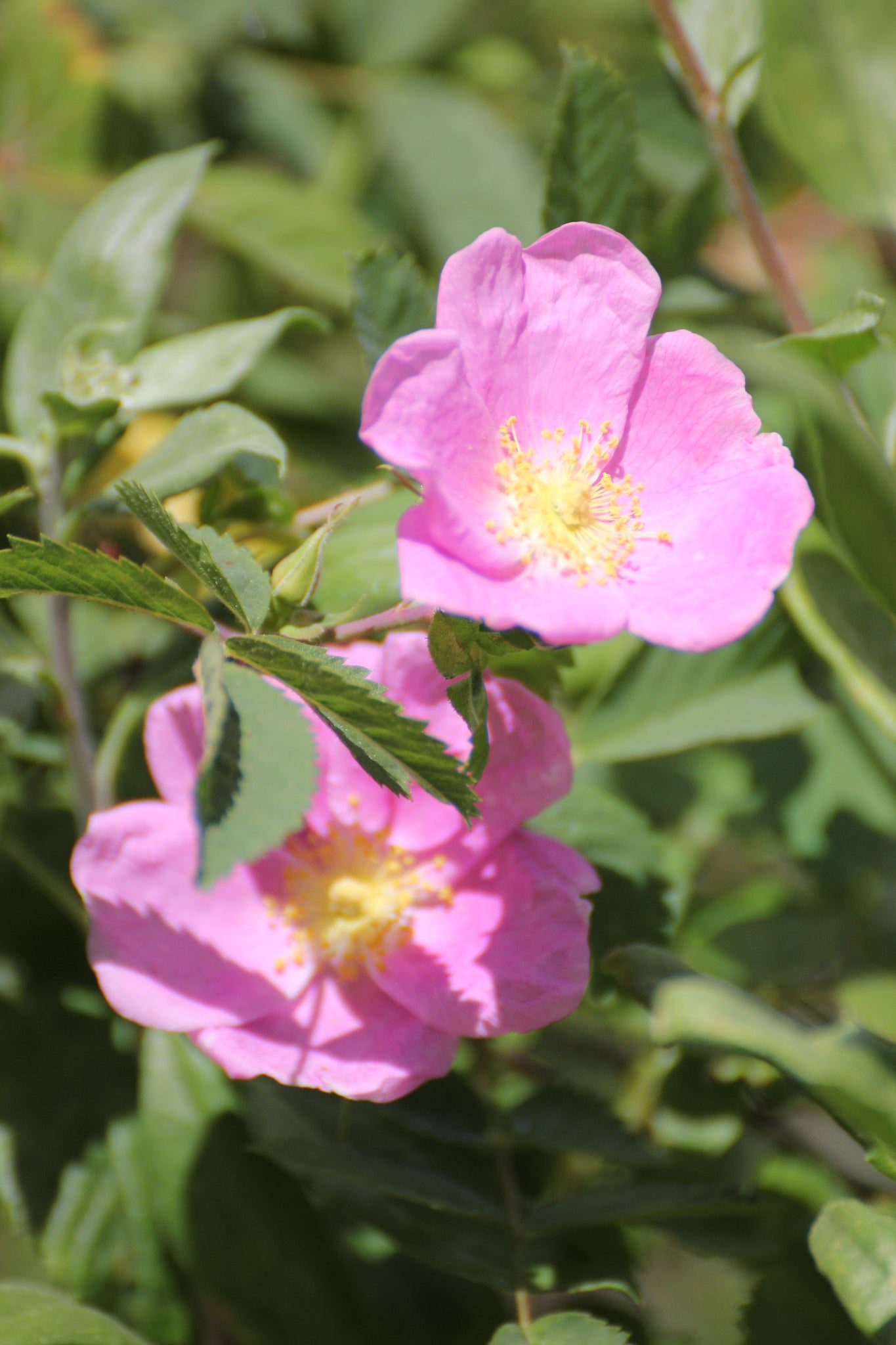 california wild rose seeds Rosa californica California Wildrose – Neel's Nursery