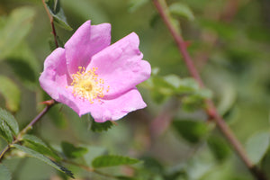 Rosa californica California Wildrose
