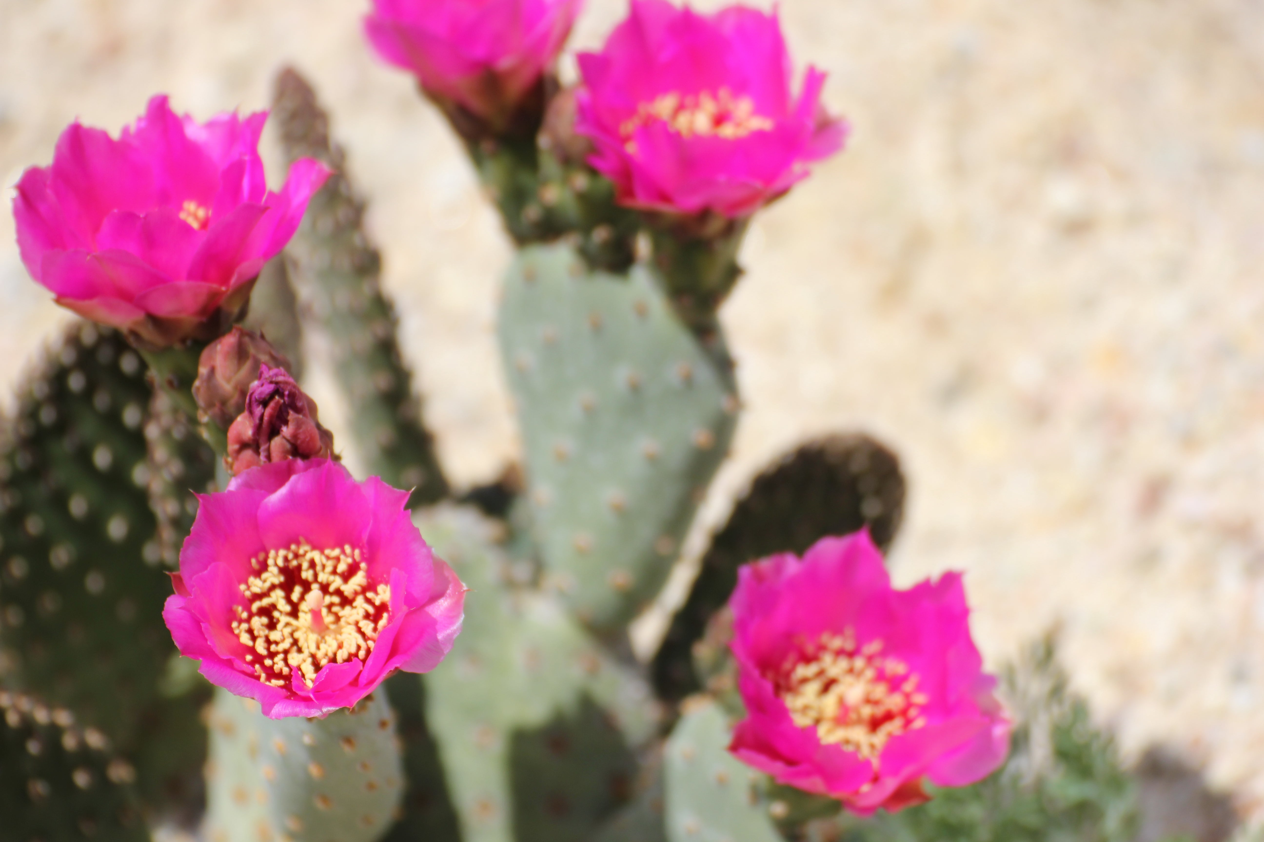 Opuntia basilaris Beavertail Pricklypear – Neel's Nursery