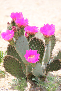 Opuntia 'Baby Rita' - Baby Rita Prickly Pear Cactus