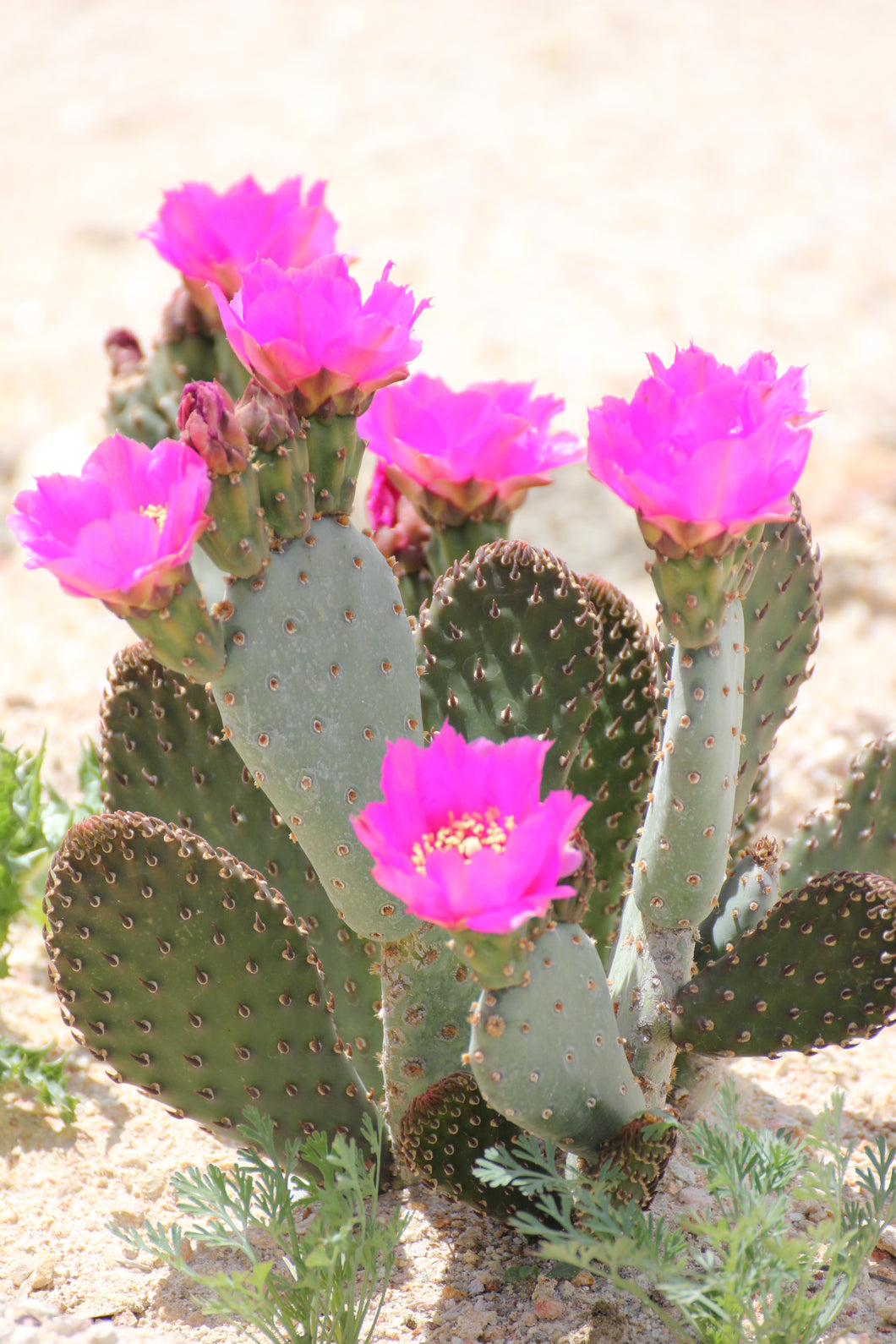 baby prickly pear cactus Opuntia 'Baby Rita'