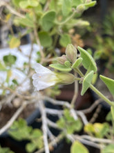 Load image into Gallery viewer, Mirabilis laevis var. villosa Wishbone Bush