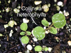 Collinsia heterophylla Purple Houses