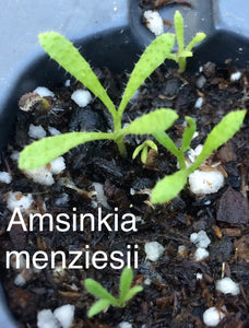 Amsinckia intermedia Common Fiddleneck