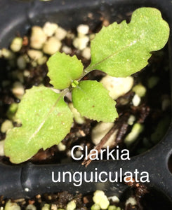 Clarkia unguiculata Elegant Clarkia