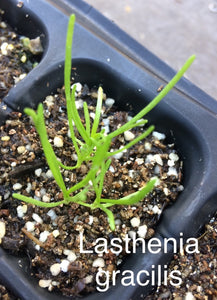 Lasthenia californica California Goldfields