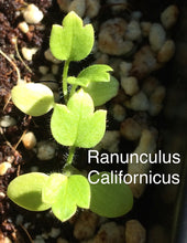 Load image into Gallery viewer, Ranunculus californicus California Buttercup