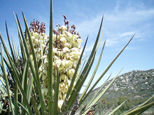 Load image into Gallery viewer, Yucca schidigera Mojave Yucca
