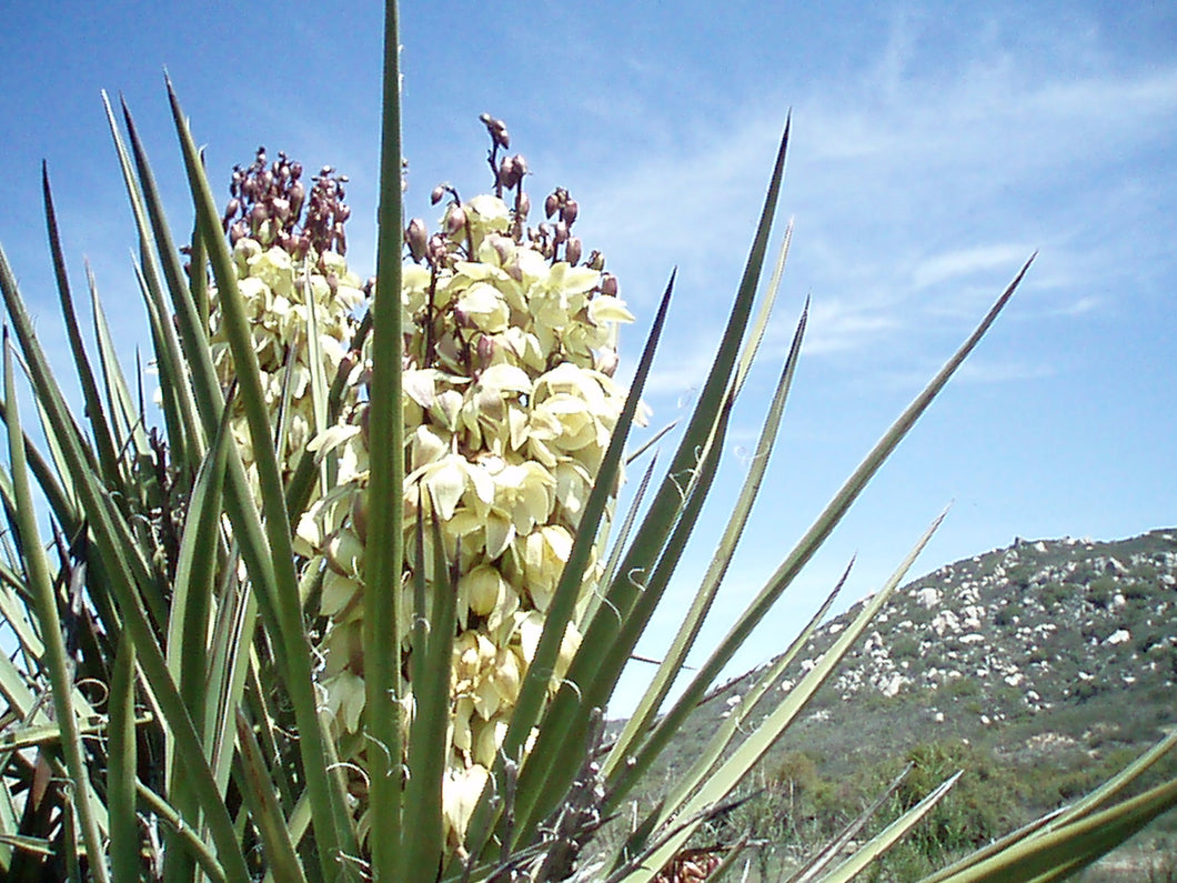 Yucca schidigera Mojave Yucca
