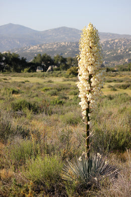 Hesperoyucca whipplei Chaparral Yucca